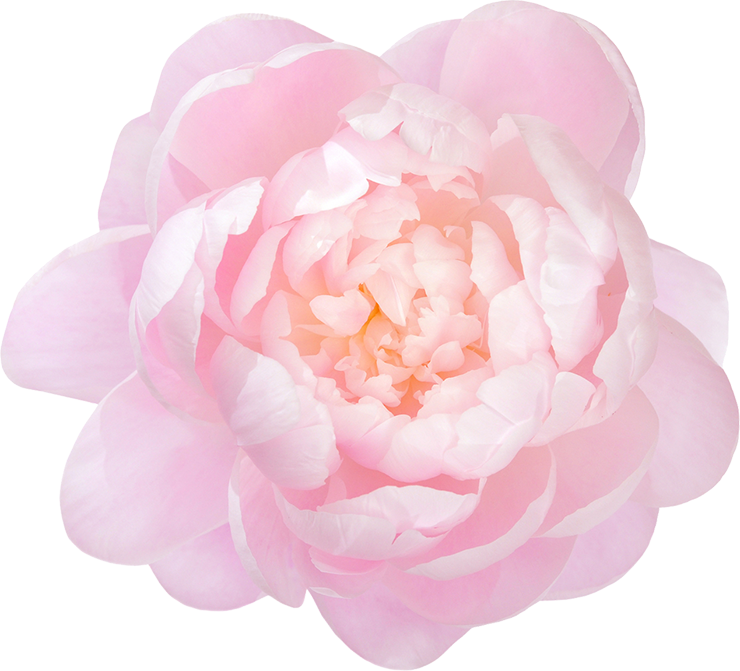 Pink peony background image 2