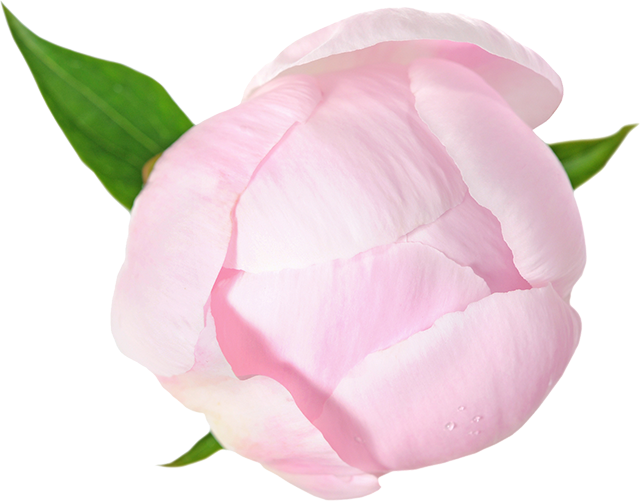 Pink peony background image